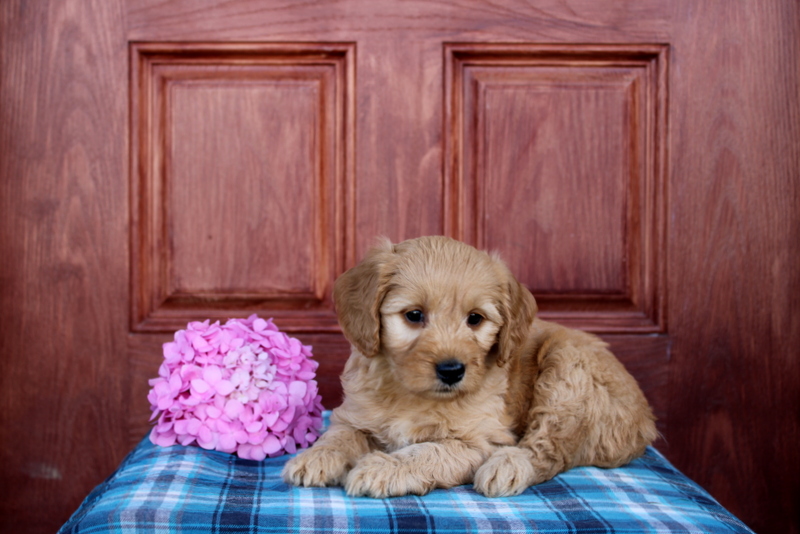 puppy, for, sale, Mini  Goldendoodle, Matthew B. Stoltzfus, dog, breeder, Gap, PA, dog-breeder, puppy-for-sale, forsale, nearby, find, puppyfind, locator, puppylocator, aca